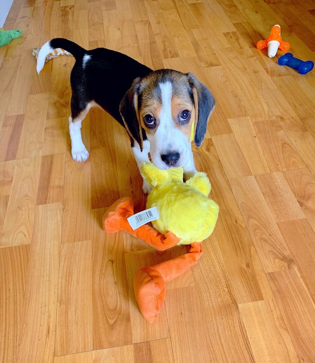 Beagle puppies for sale
