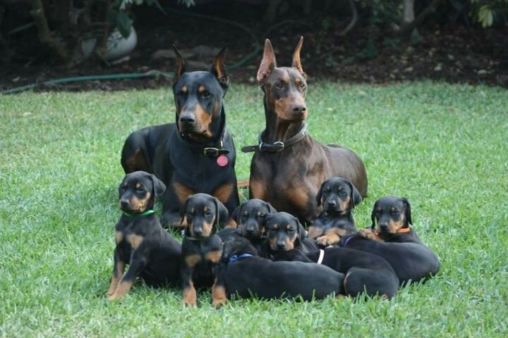 Doberman Pinscher puppies for sale