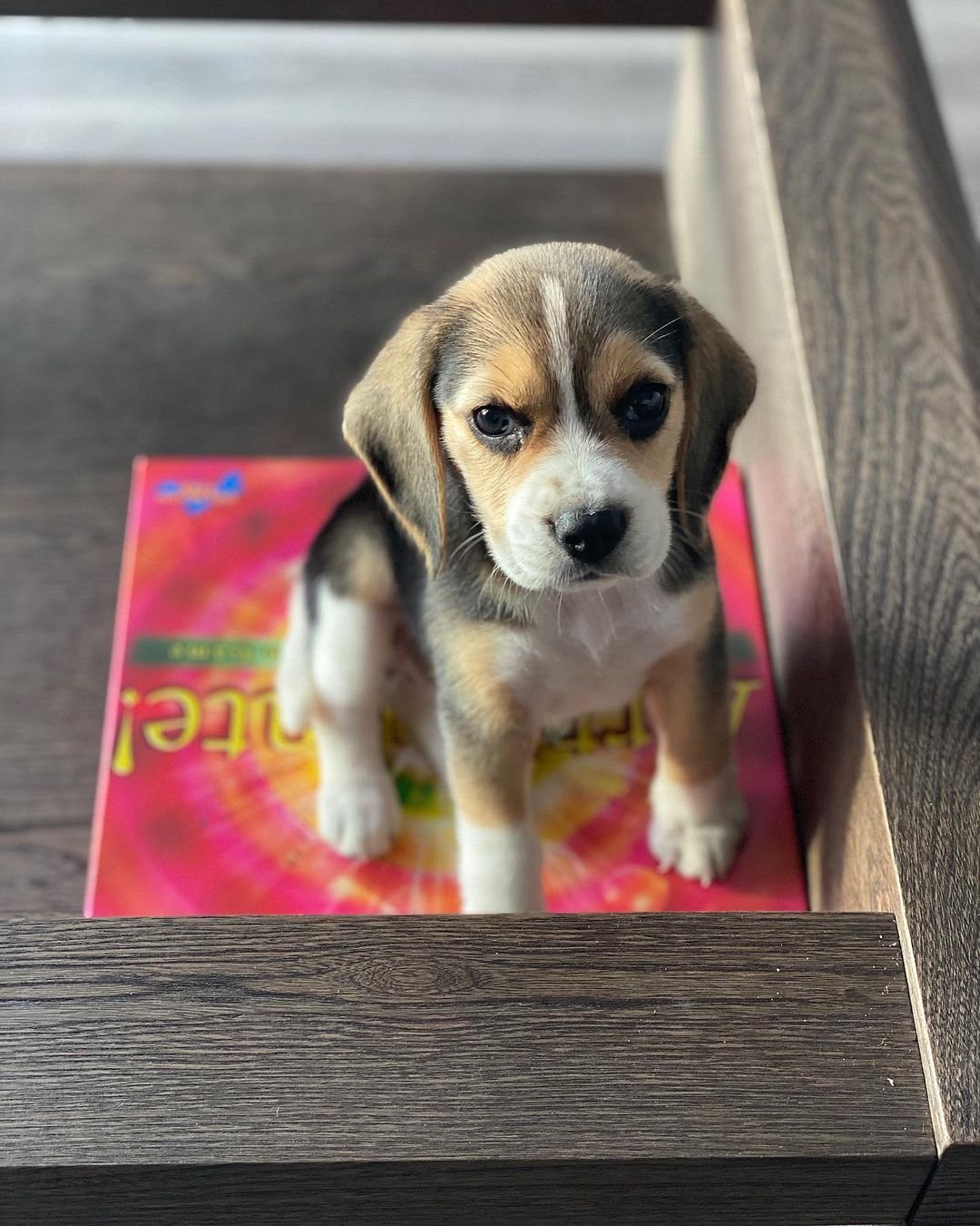 Beagle puppies for sale