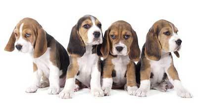 beagle puppies for sale