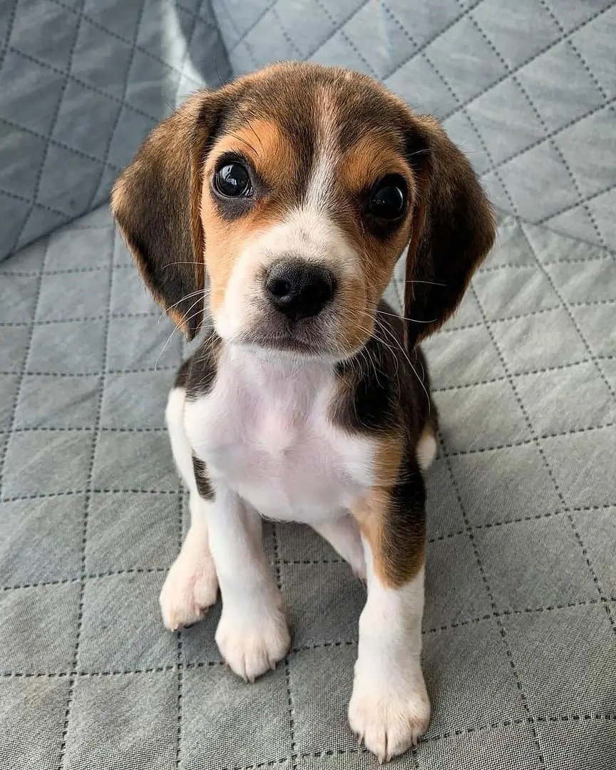 Beagle puppies for sale