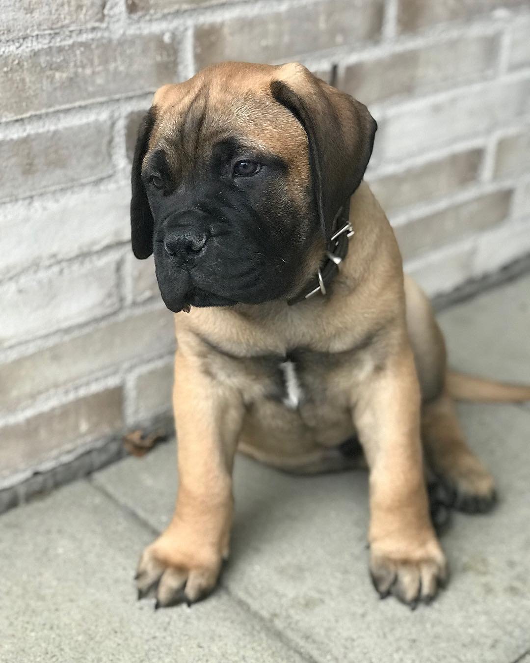Bullmastiff puppies for sale