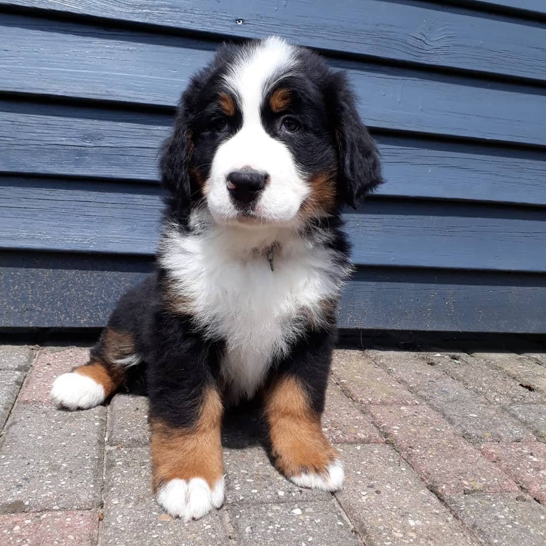Bernese Mountain Dogs for Sale