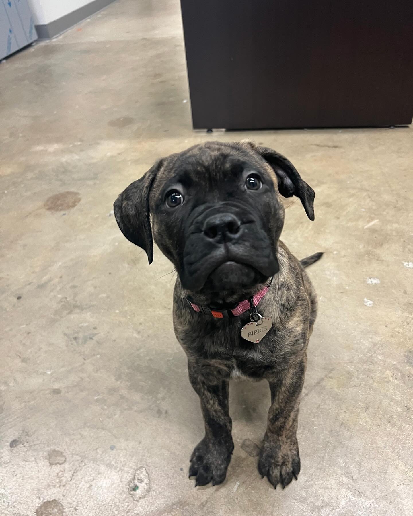 Bullmastiff puppies for sale