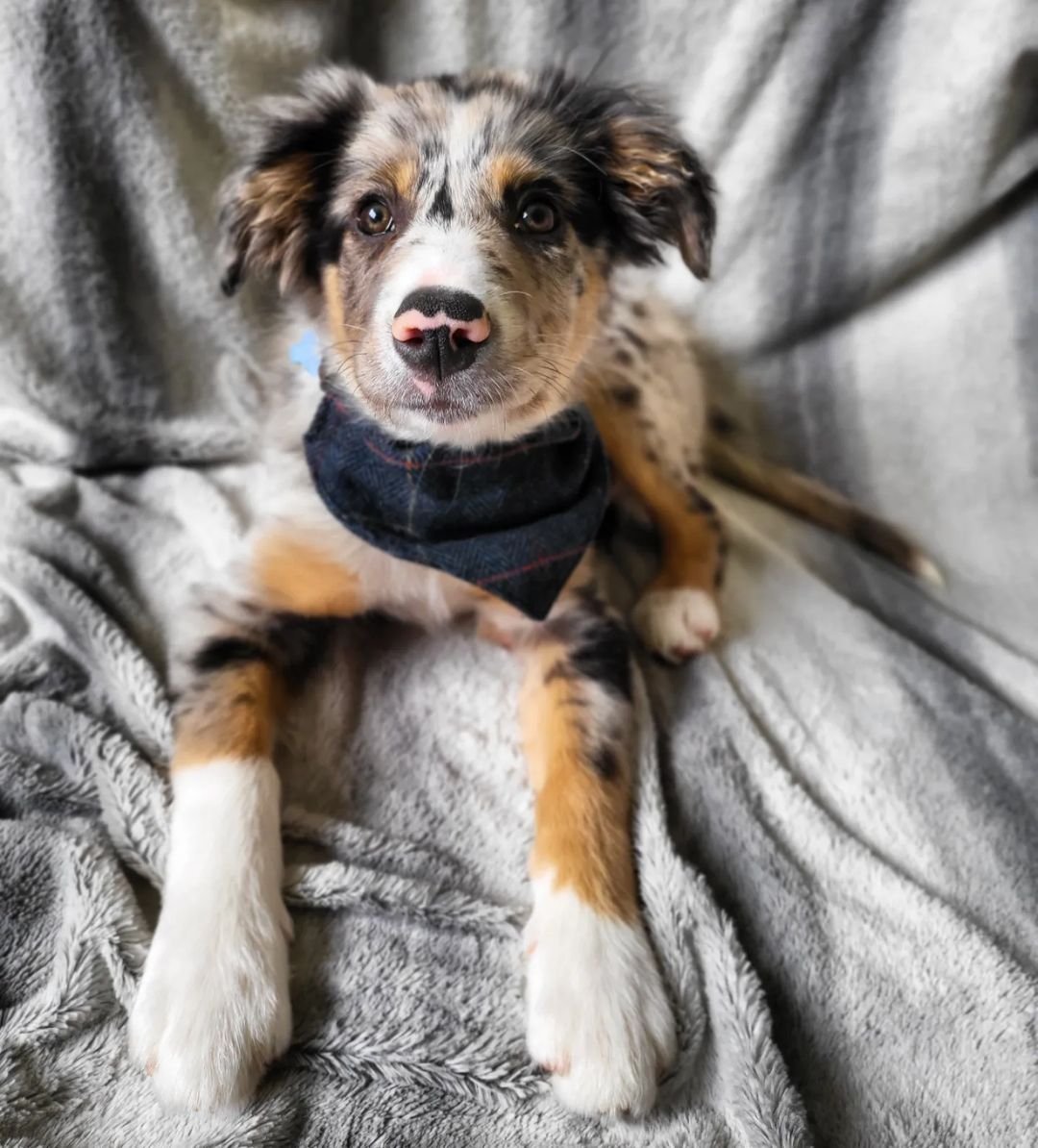 Border Collie puppies for sale