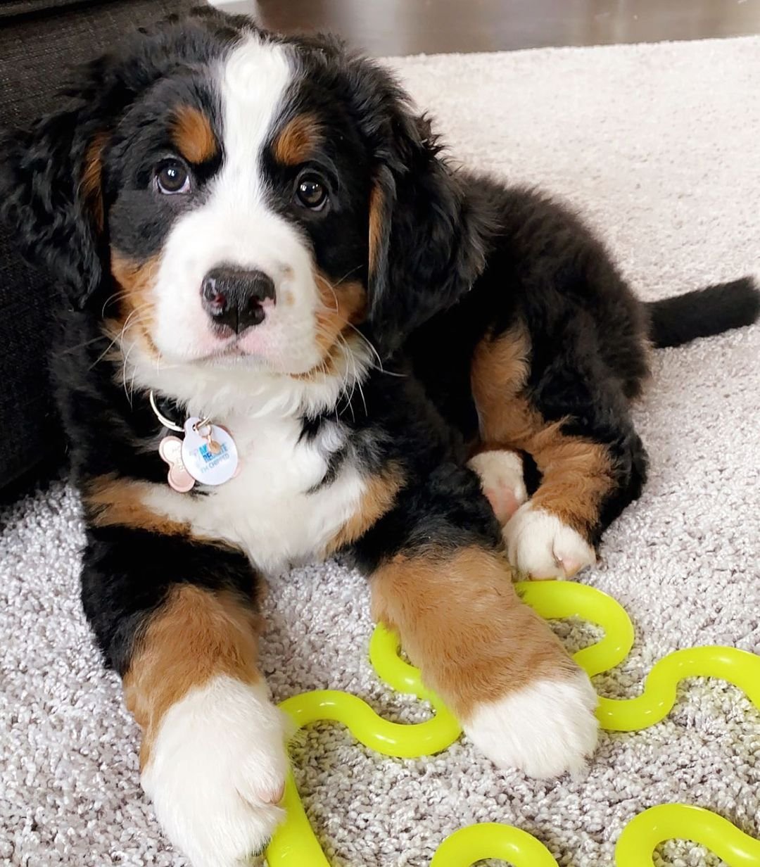 Bernese Mountain Dogs for Sale