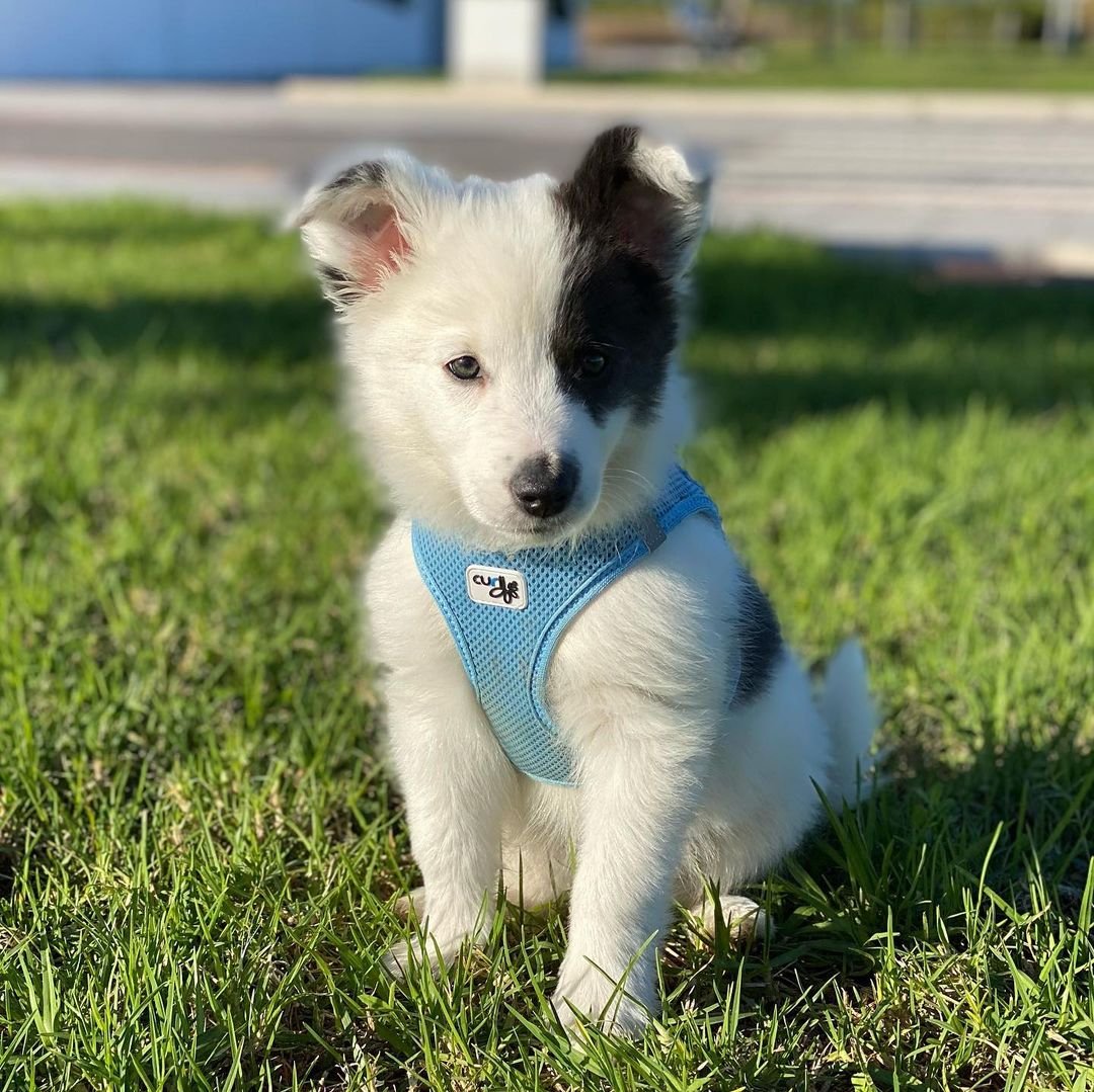 Border Collie puppies for sale