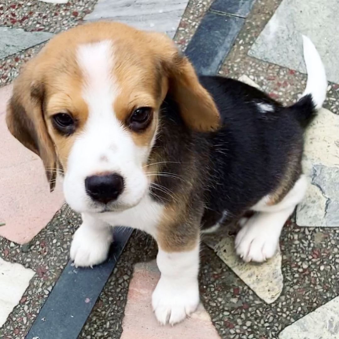 Beagle puppies for sale
