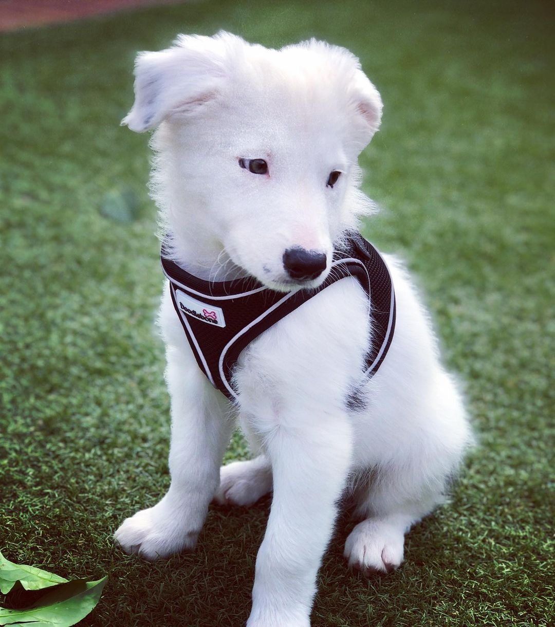Border Collie puppies for sale
