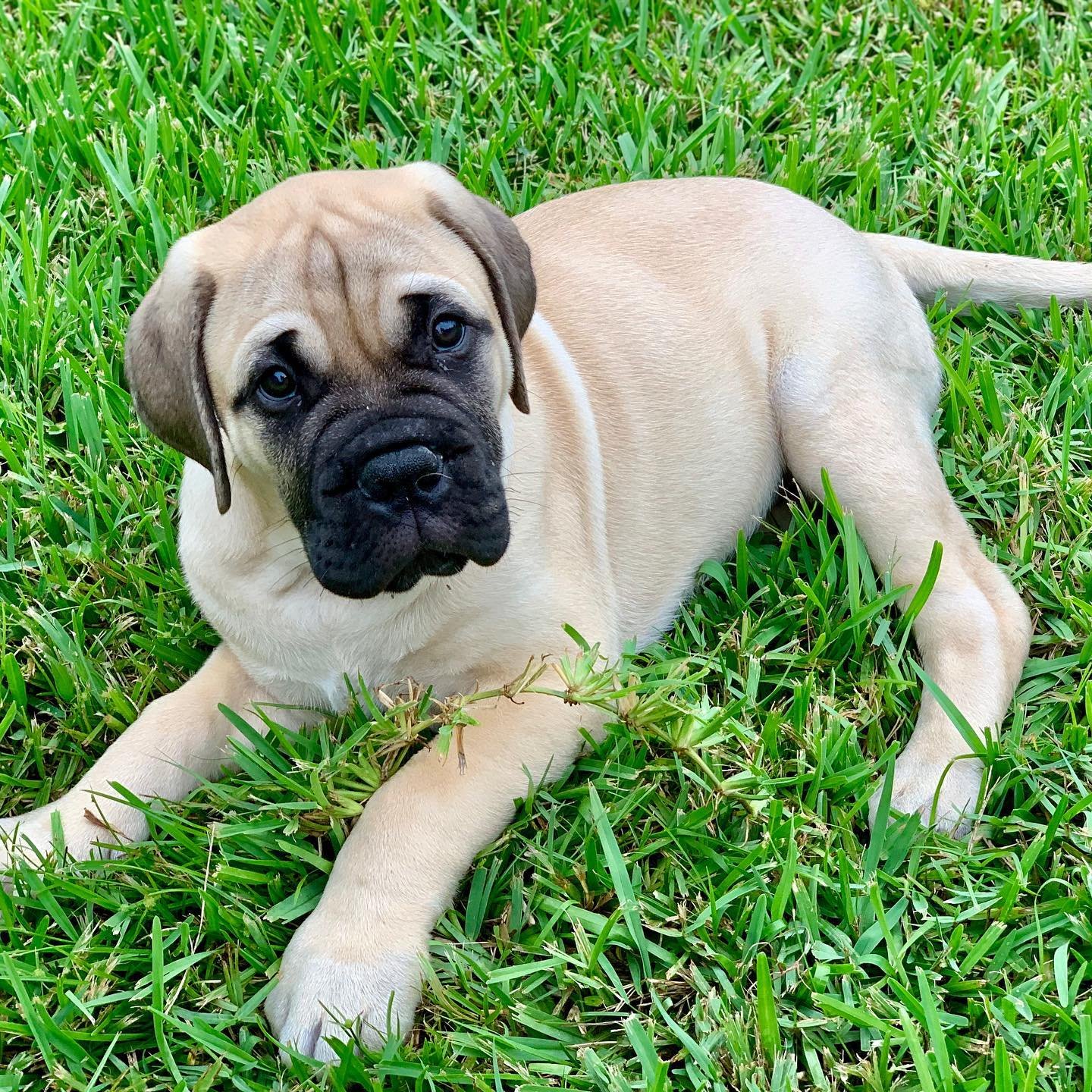 Bullmastiff puppies for sale