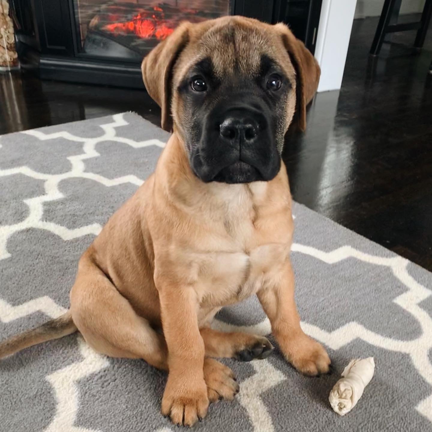 Bullmastiff puppies for sale