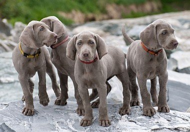 Weimaraner puppies