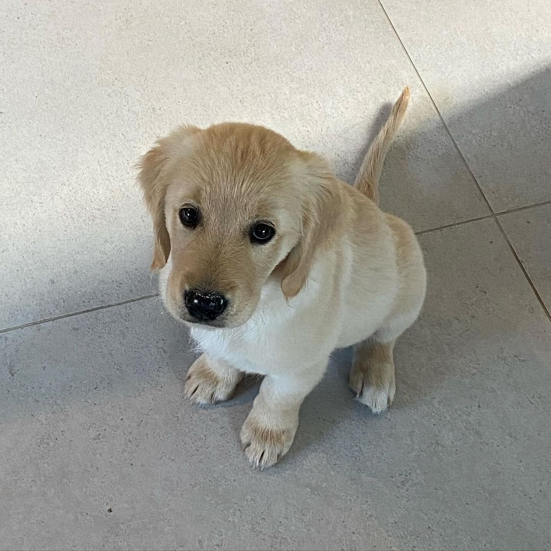 Golden Retriever puppies for sale