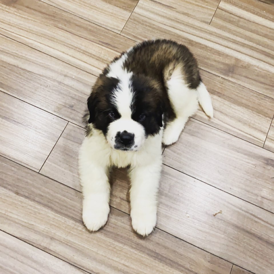 Saint Bernard Puppies for Sale