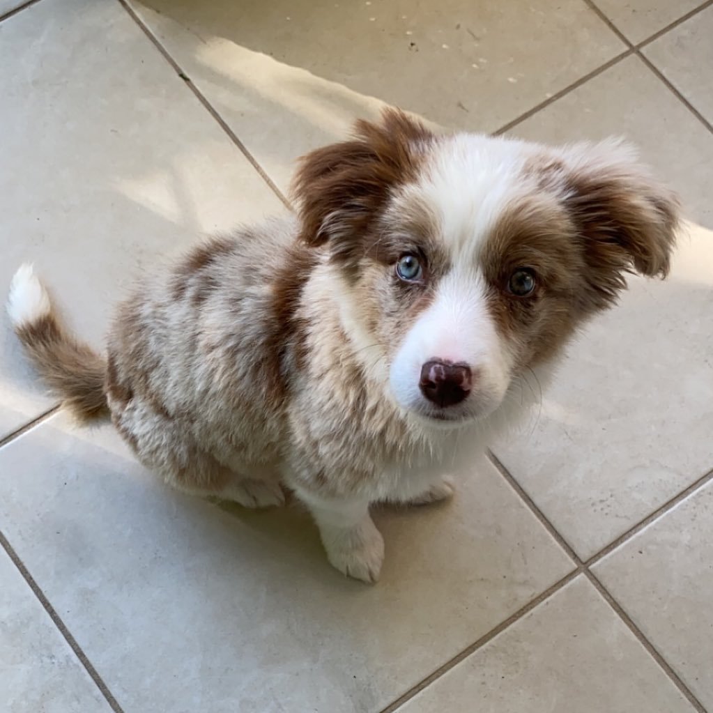 Border Collie puppies for sale