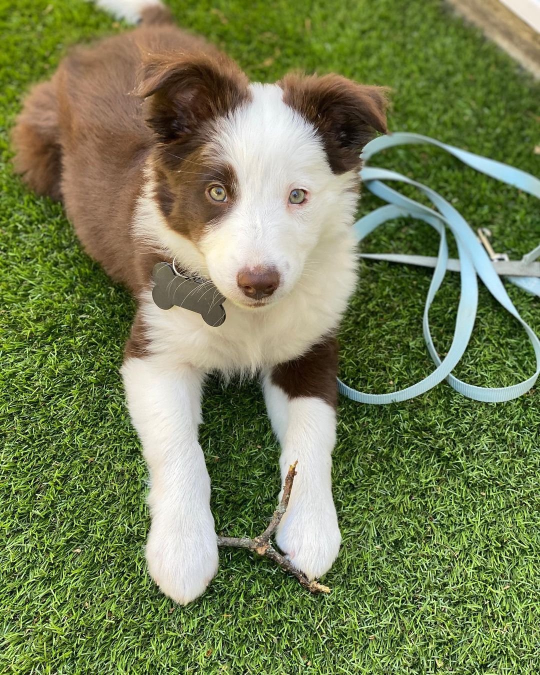 Border Collie puppies for sale