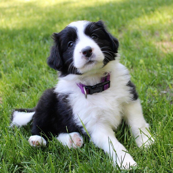 Border Collie puppies for sale