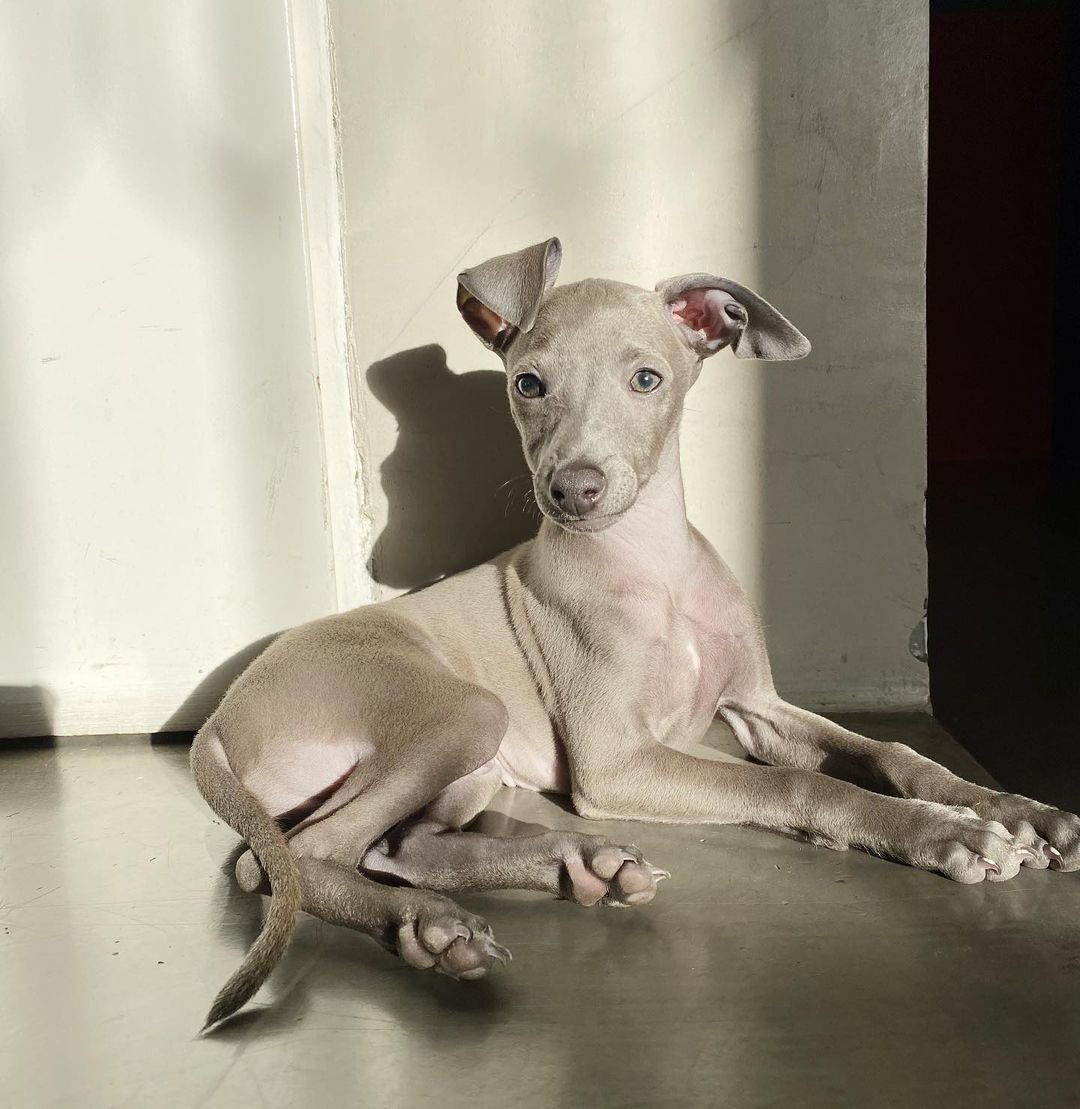 Italian Greyhound puppies for sale