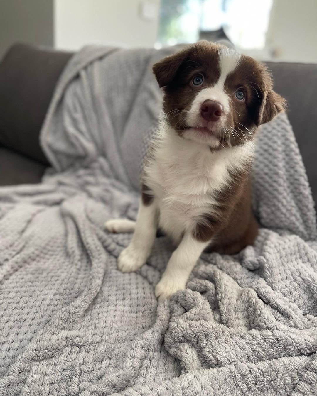 Border Collie puppies for sale
