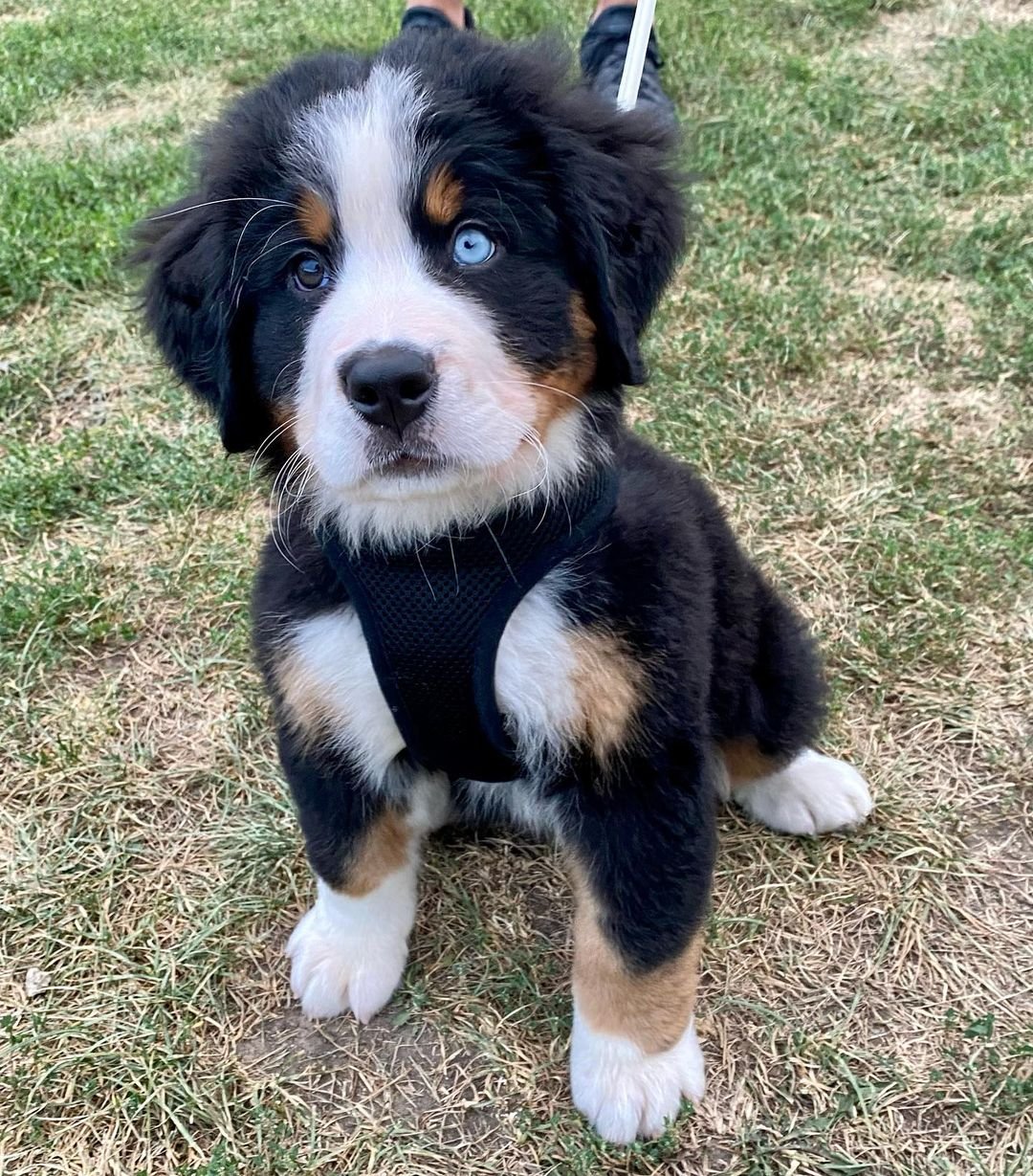 Bernese Mountain Dogs for Sale