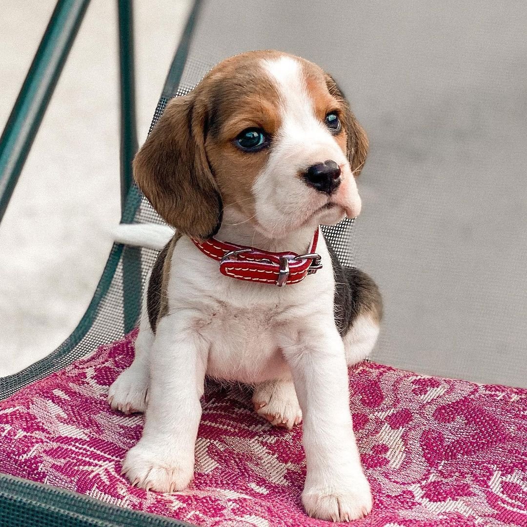 Beagle puppies for sale