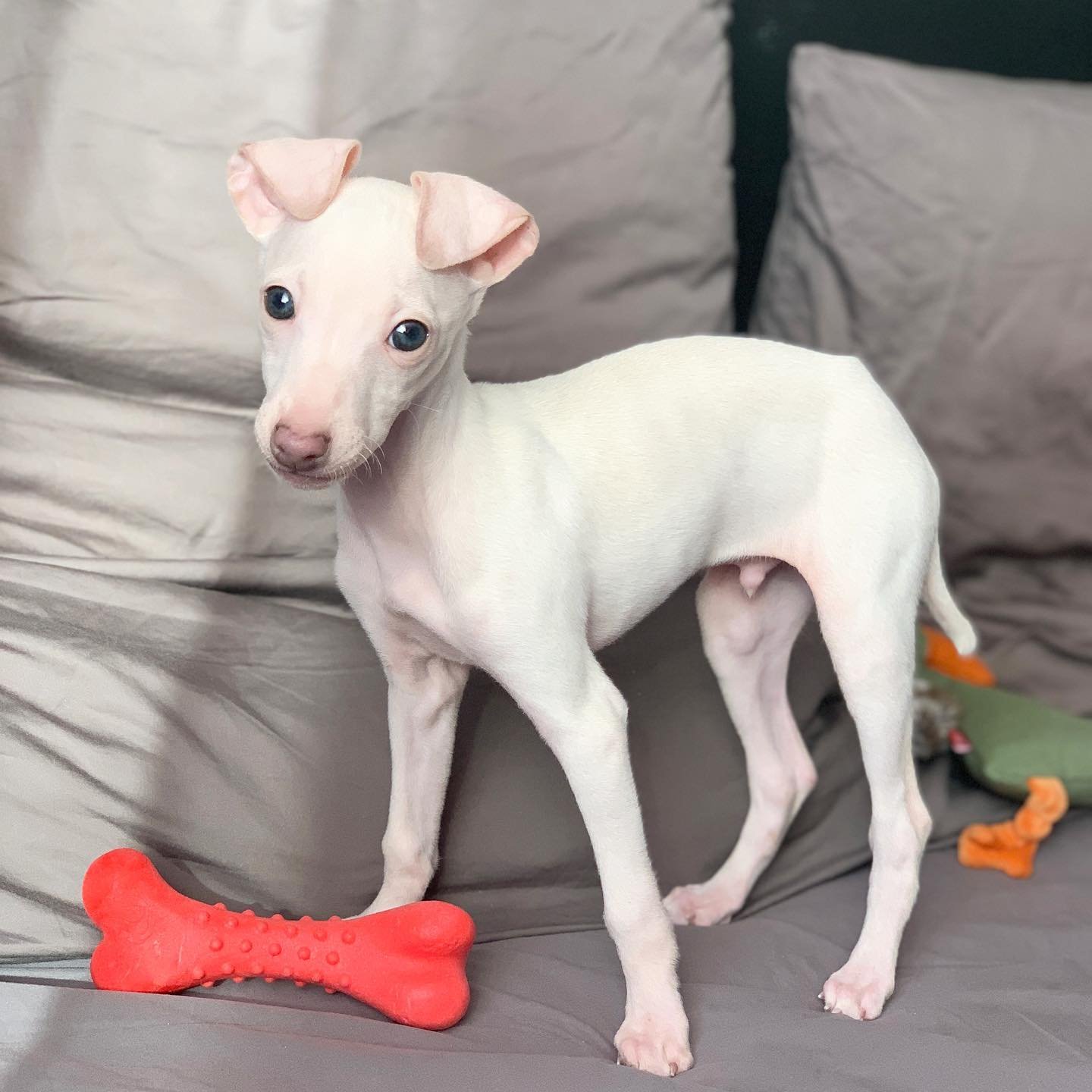Italian Greyhound puppies for sale