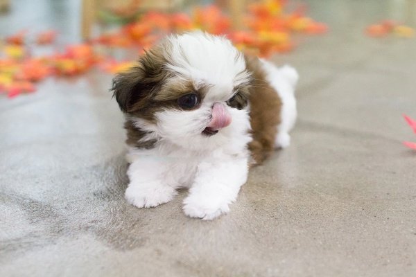 Shih Tzu Puppies for Sale