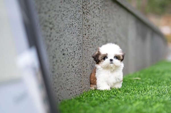Shih Tzu Puppies for Sale