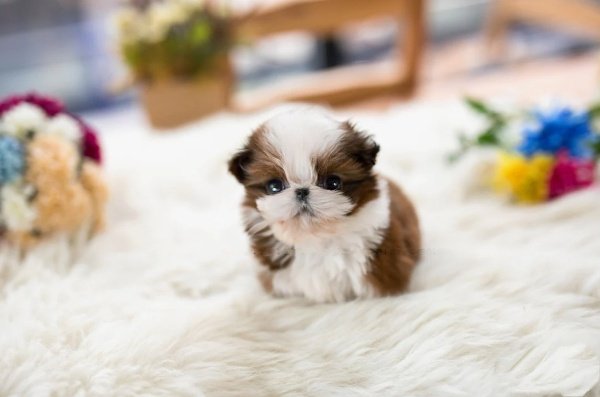 Shih Tzu Puppies for Sale