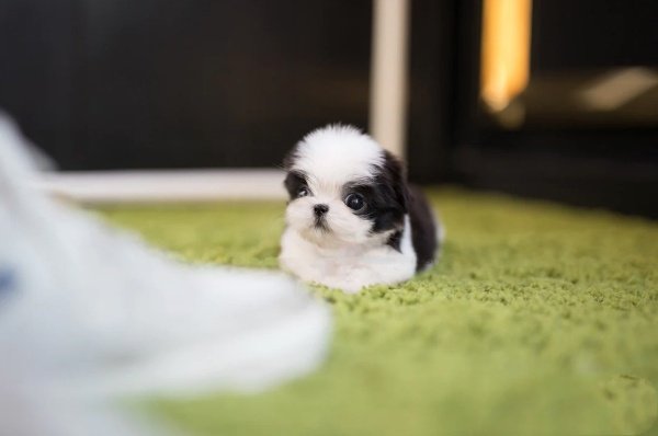 Shih Tzu Puppies for Sale