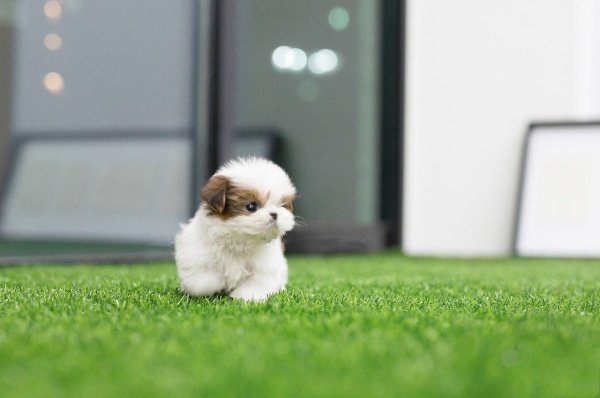 Shih Tzu Puppies for Sale