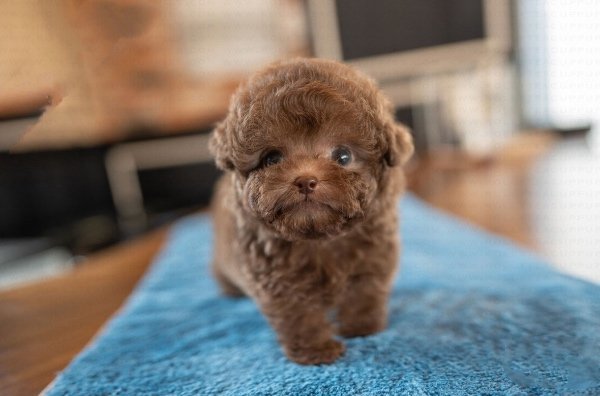 Poodle puppies for sale