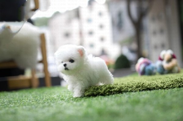 Poodle puppies for sale