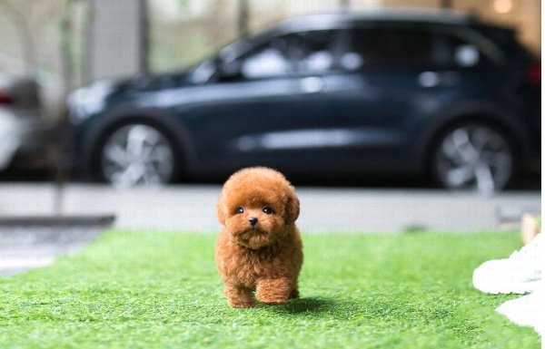Poodle puppies for sale