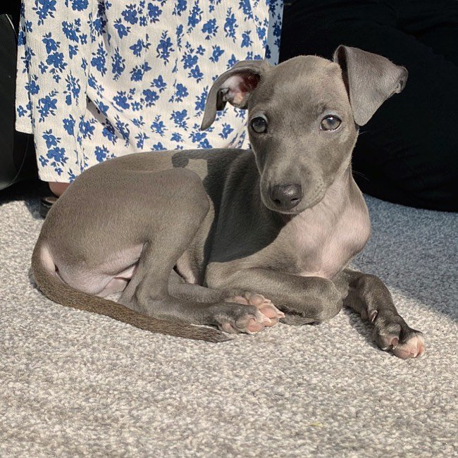 Italian Greyhound puppies for sale