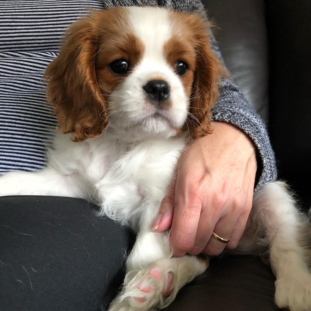 Cavalier King Charles Spaniel puppies for sale