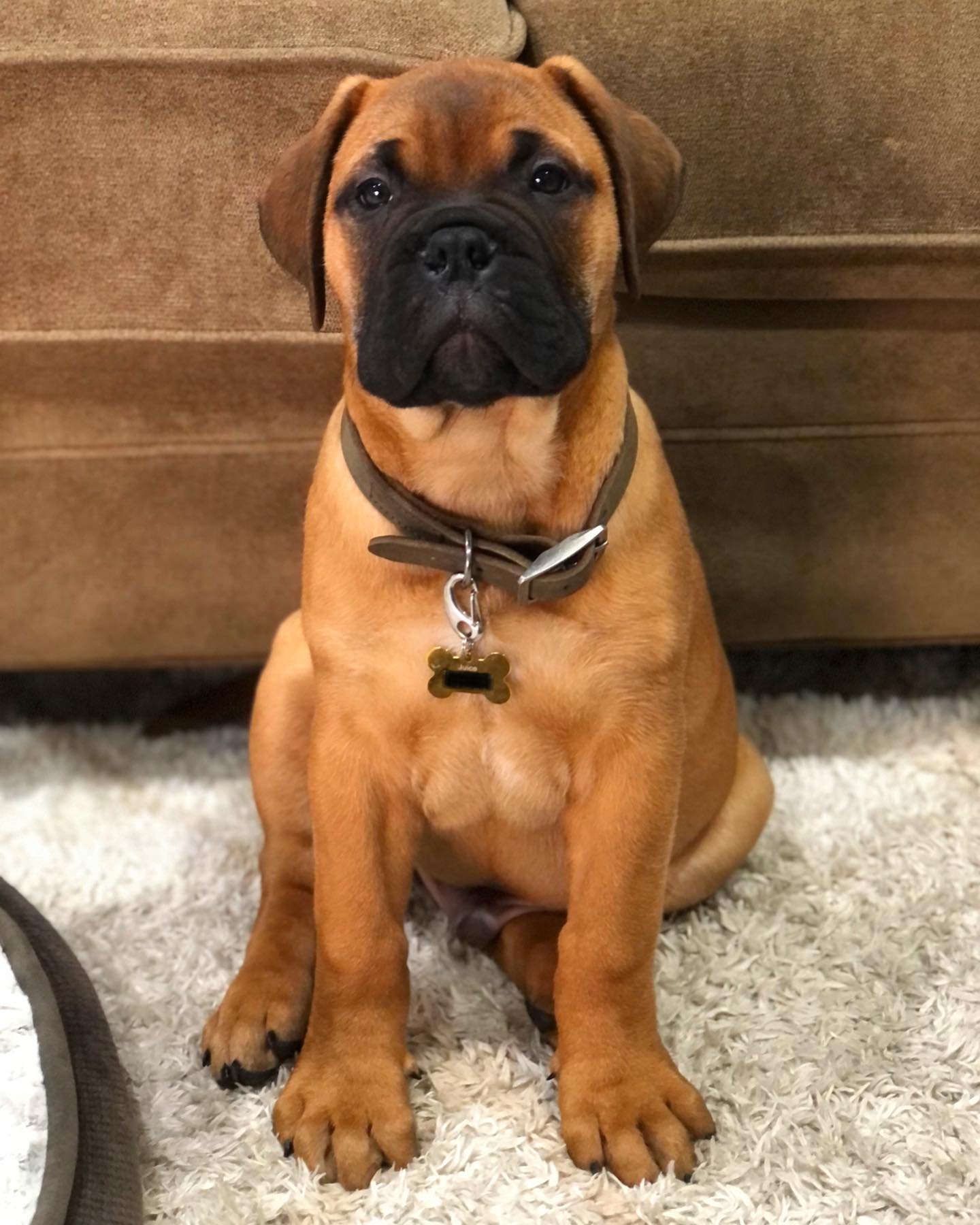 Bullmastiff puppies for sale