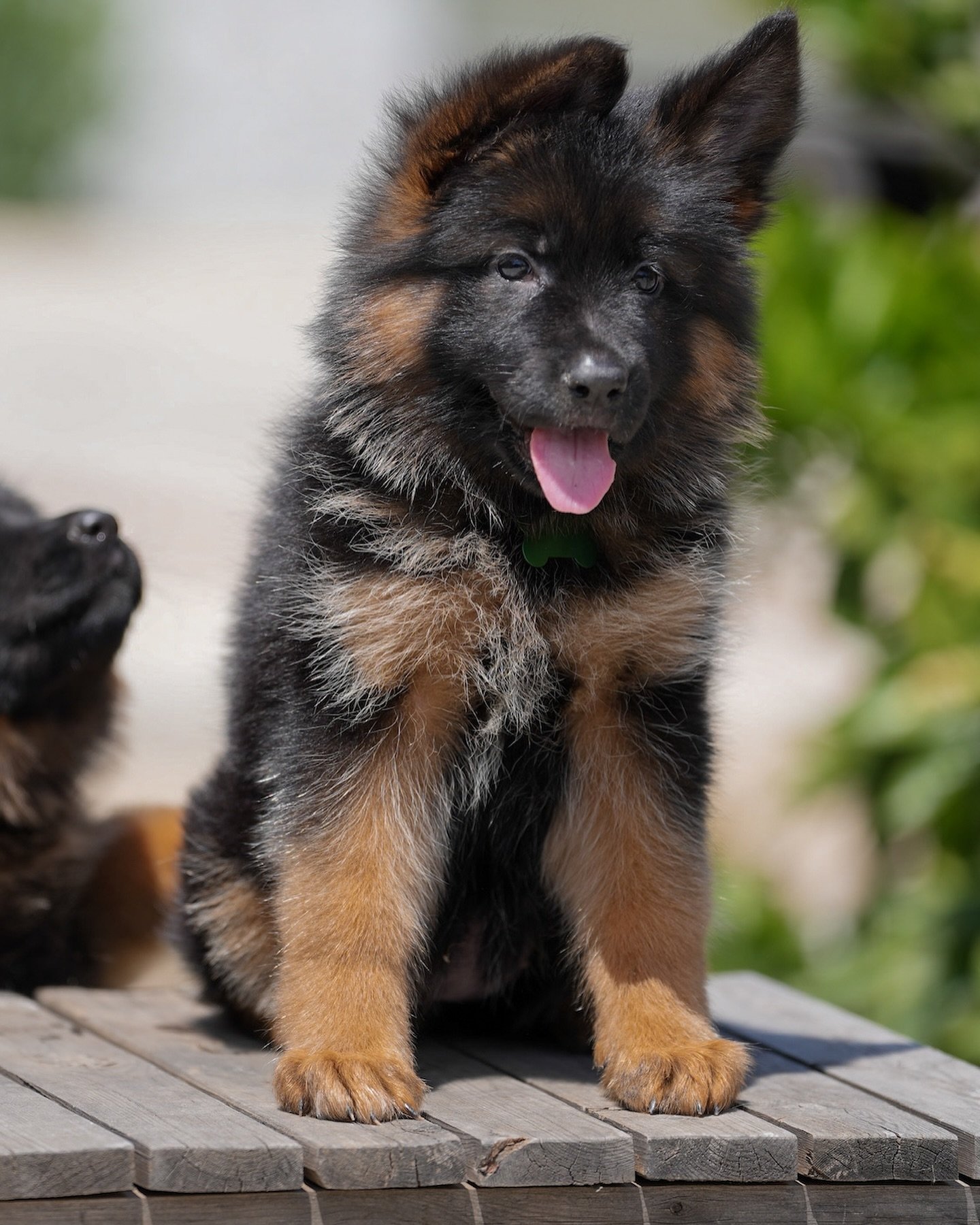 German Shepherd puppies for sale