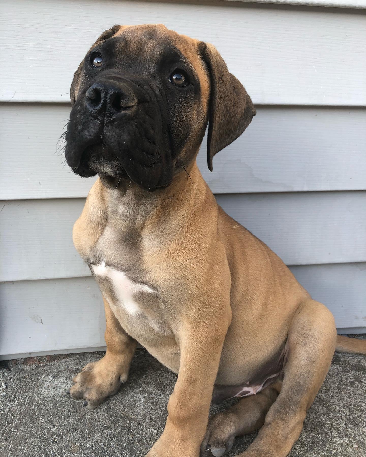 Bullmastiff puppies for sale
