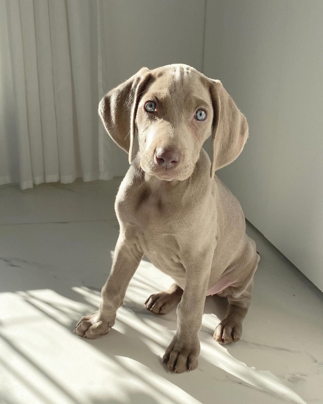 Weimaraner puppies for sale