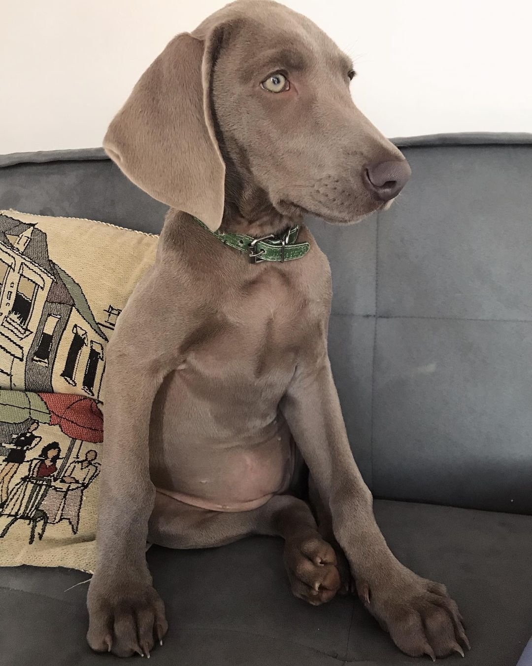 Weimaraner puppies for sale