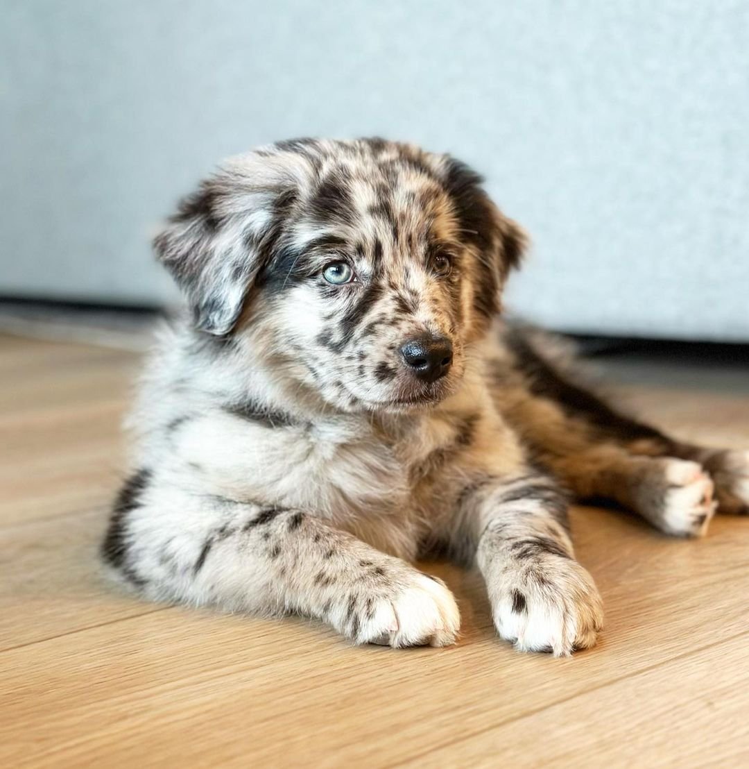 australian shepherd puppies for sale