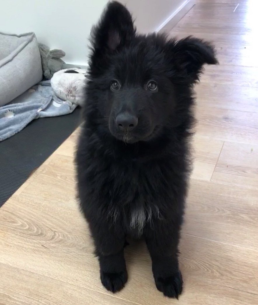 German Shepherd puppies for sale