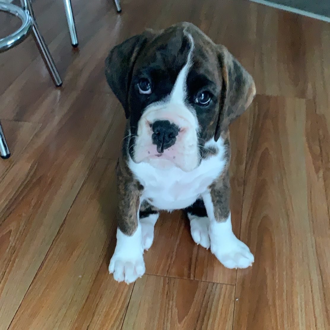 Boxer Puppies for Sale