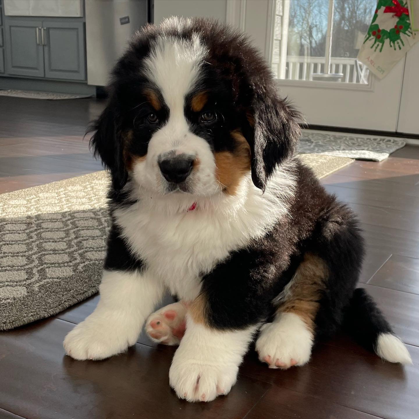 Bernese Mountain Dogs for Sale