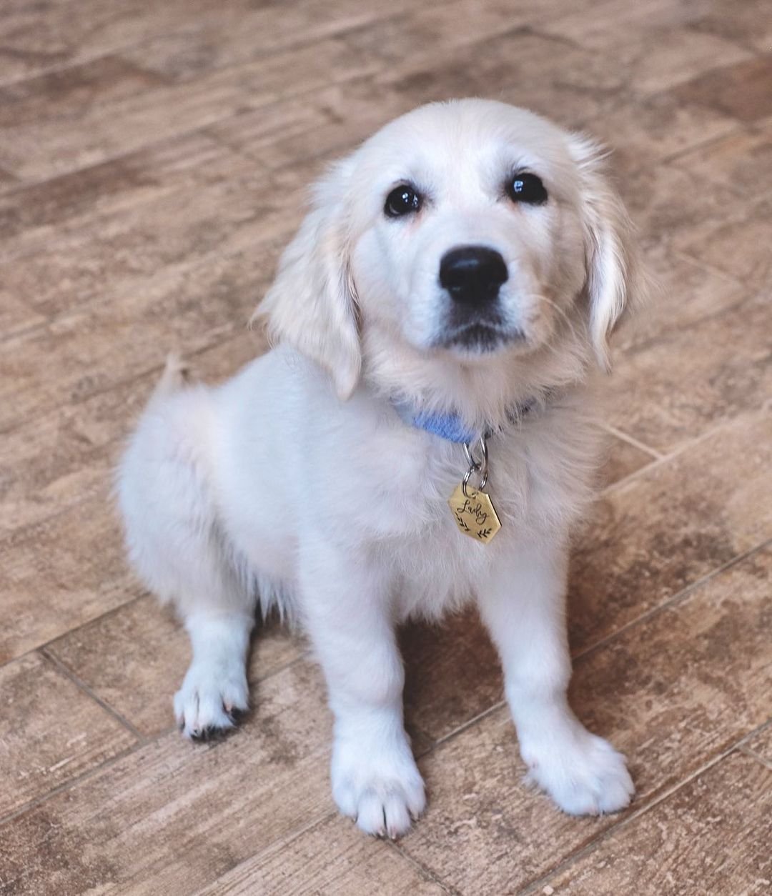 Golden Retriever puppies