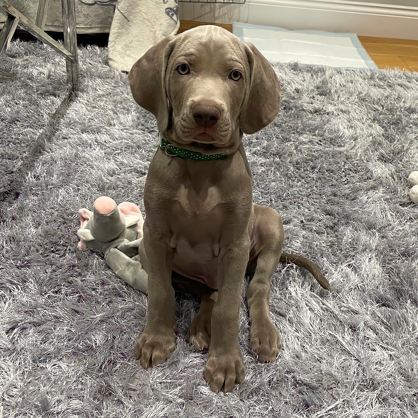 Weimaraner puppies for sale