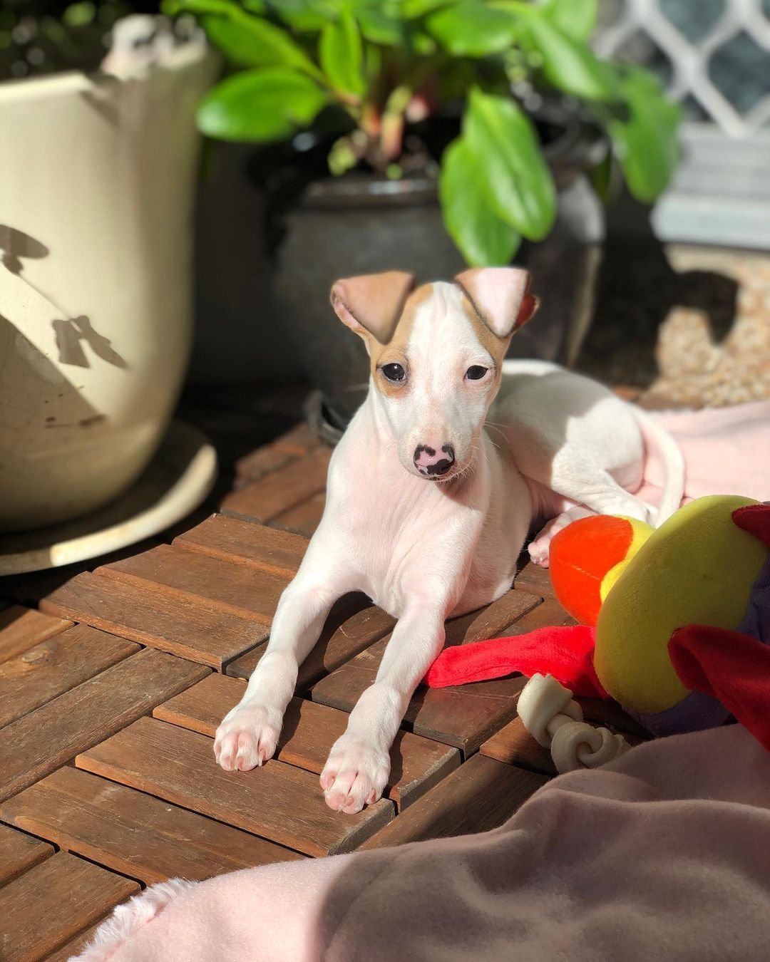 Italian Greyhound puppies for sale