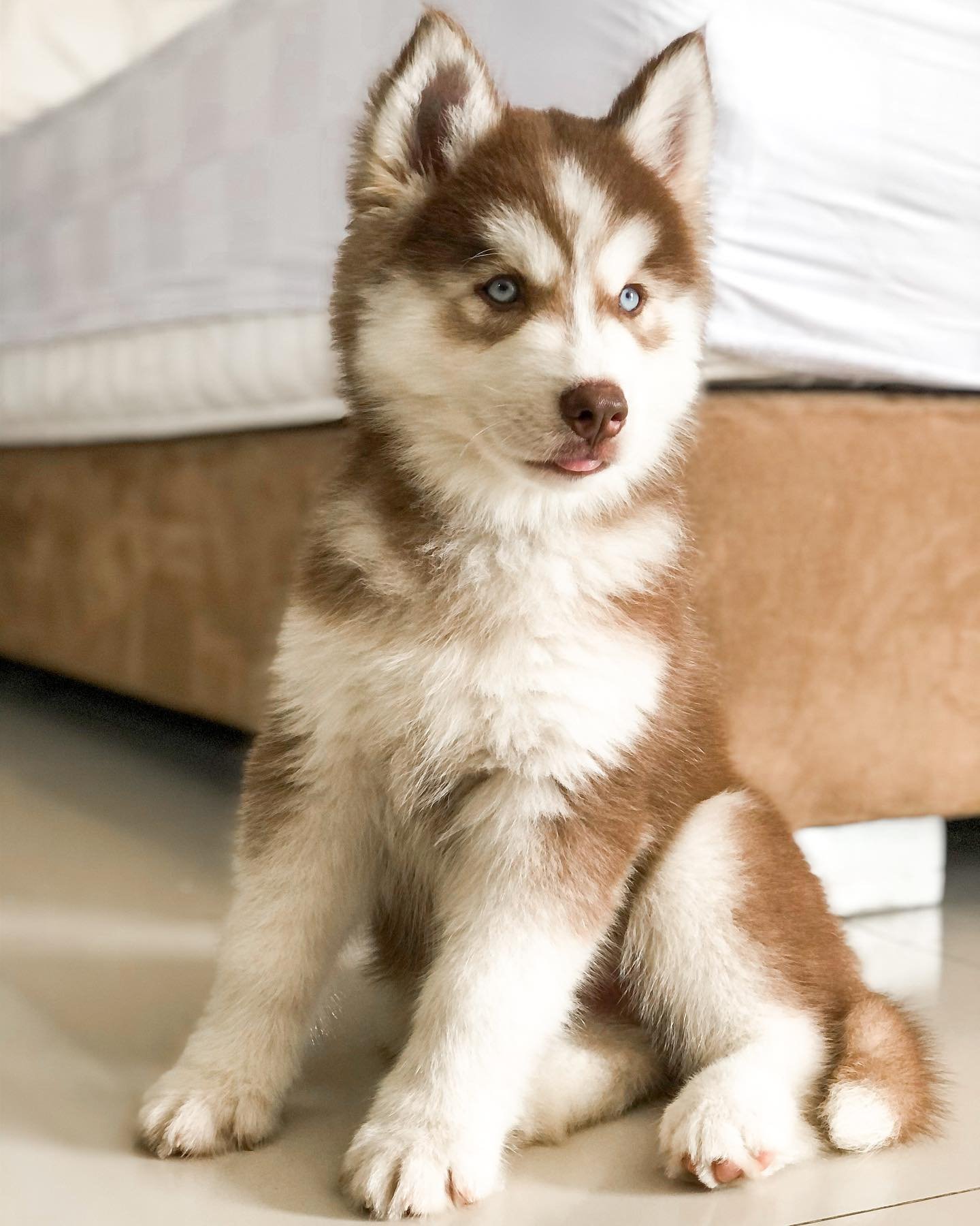 SIBERIAN HUSKY PUPPY FOR SALE