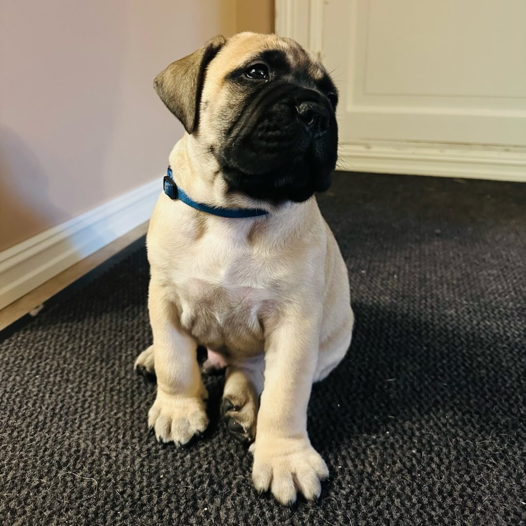 Bullmastiff puppies for sale